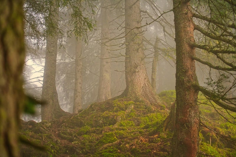 Mindful Steps in Forest